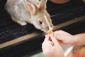 chicken food vs rabbit food